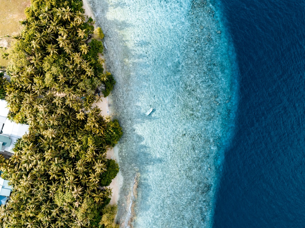 Luftaufnahme von grünen Bäumen am blauen Meer während des Tages