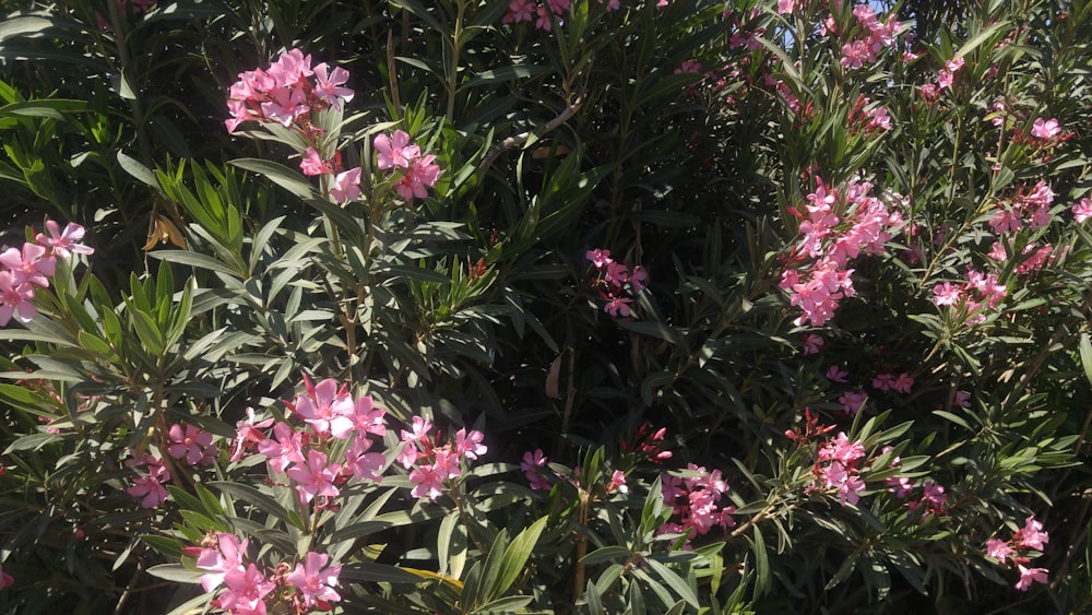 pink flowers with green leaves