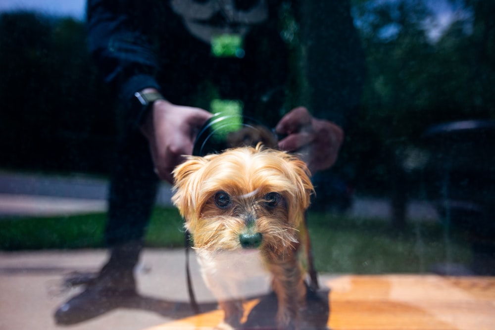 person holding brown and black yorkshire terrier puppy