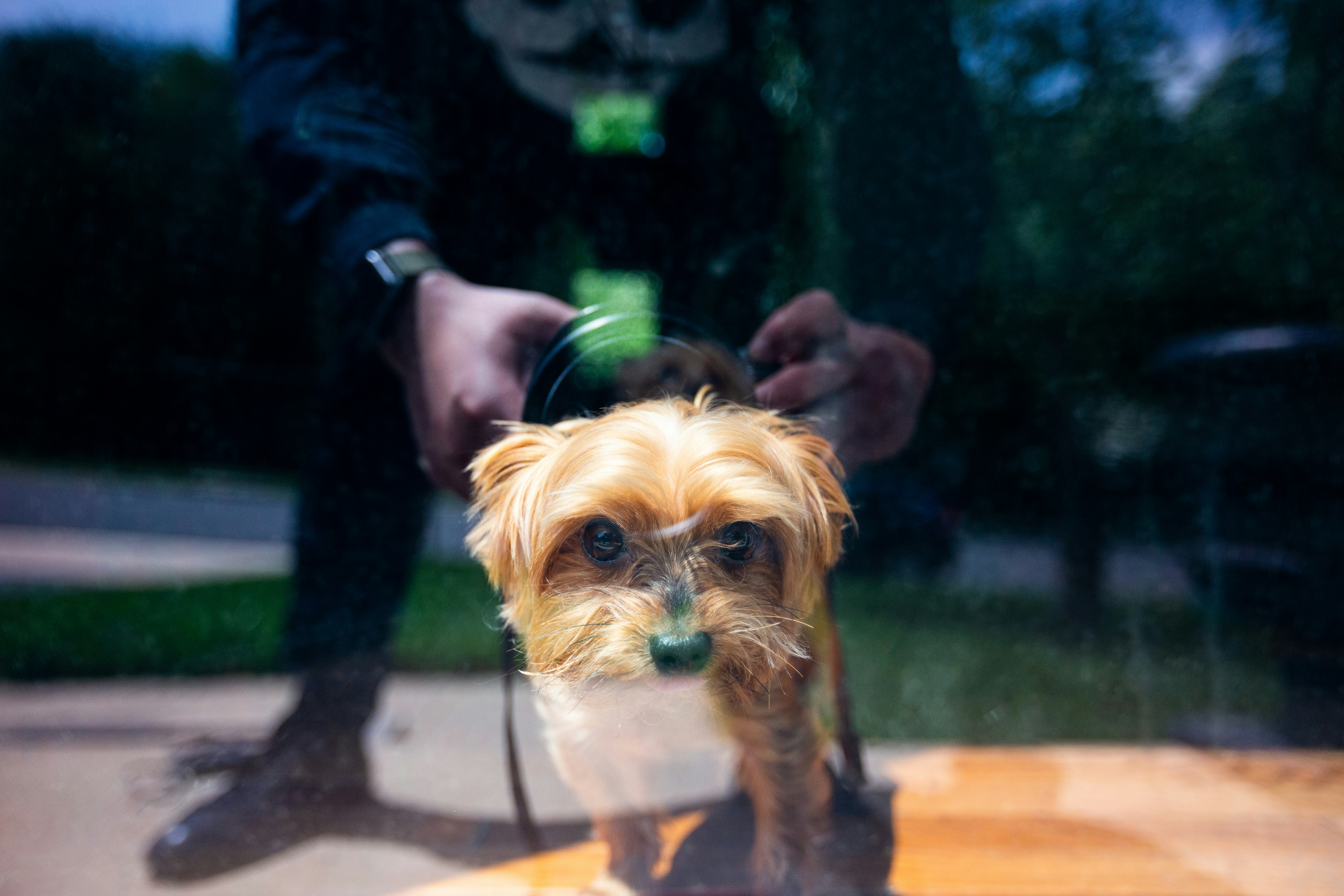 Chăm Sóc Lông Chó Mùa Hè Tại TP.HCM | Pet NGON