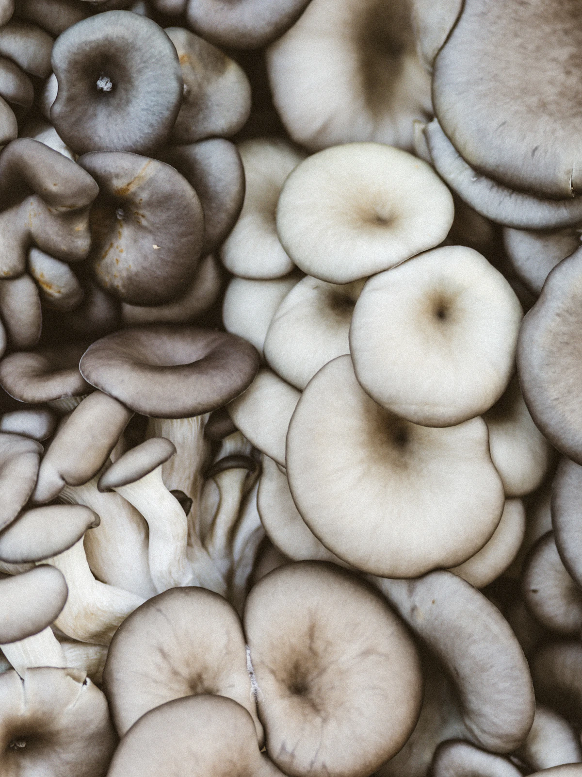 Cluster of oyster mushrooms harvested at a farmers market