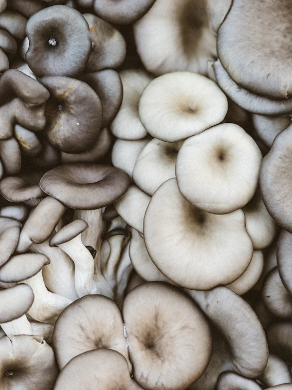 Oyster Mushrooms (200g)