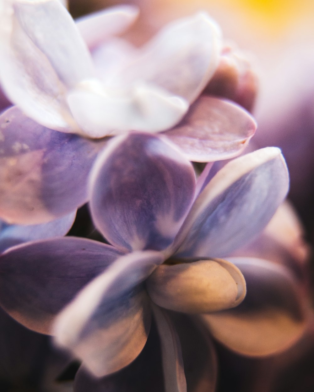 white and purple flower in macro shot