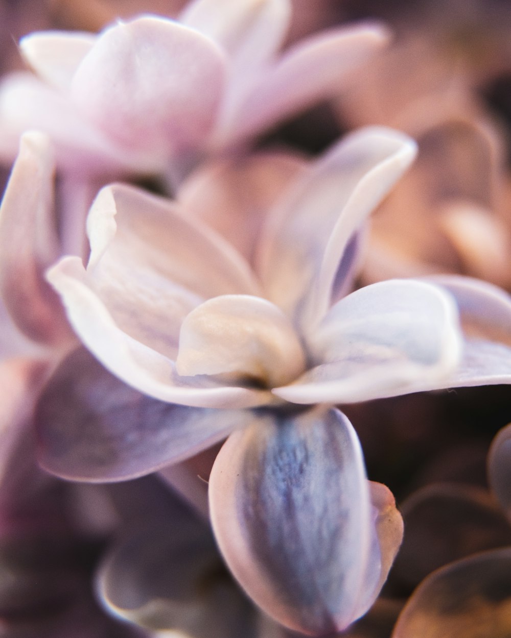 white and purple flower in macro shot