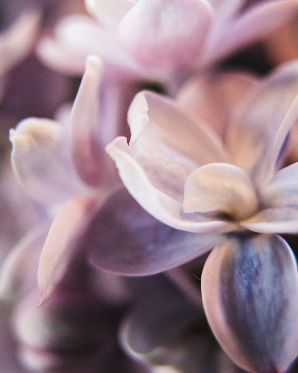 white and purple flower in macro shot