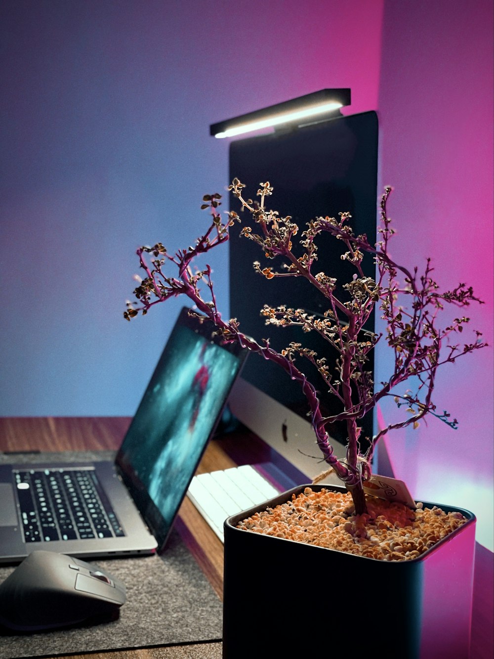 brown and green plant on brown wooden table