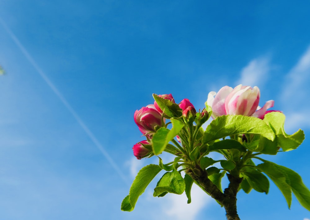 pink flower with green leaves under blue sky
