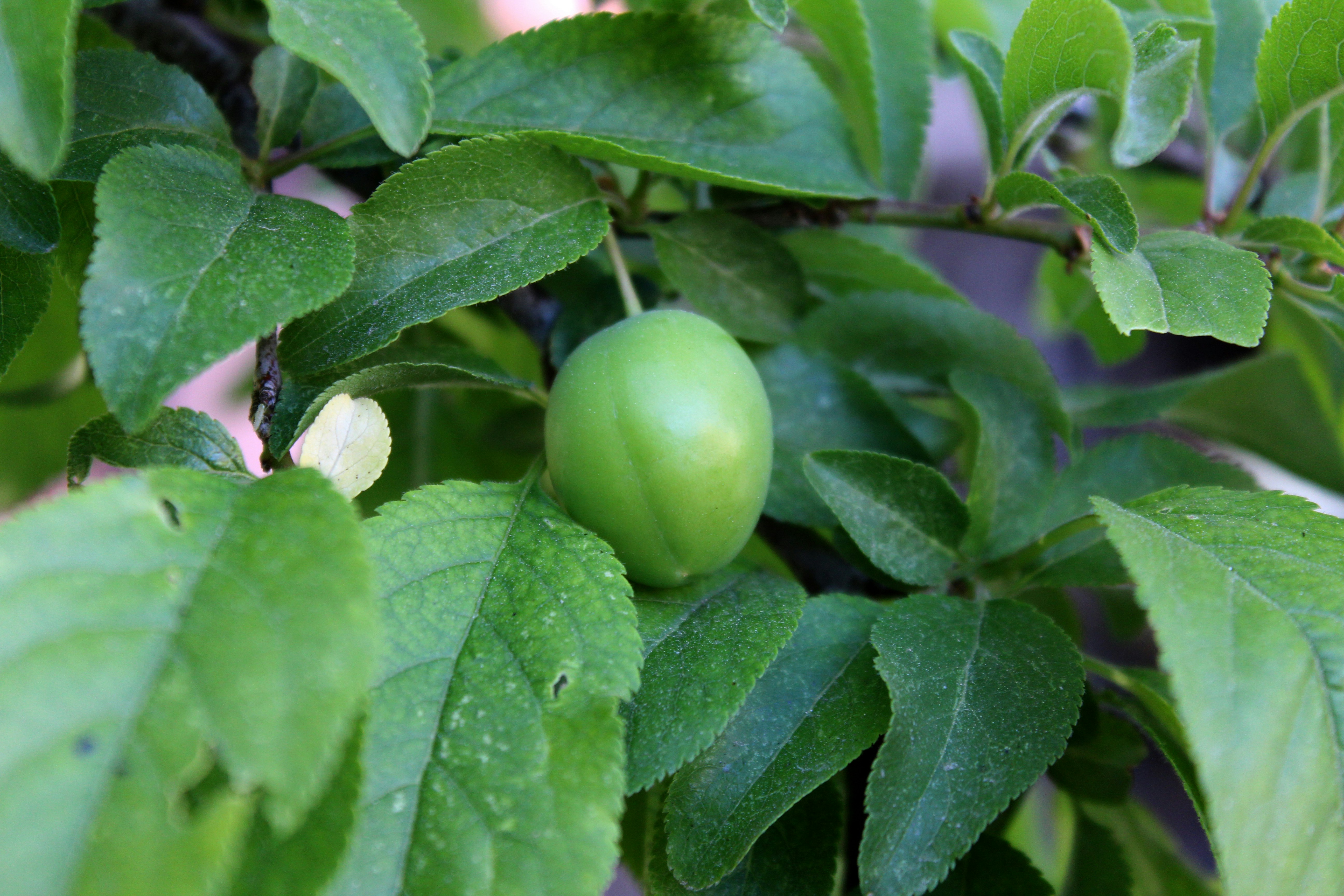 Understanding Why Fruit Grows at the Tip of the Branch