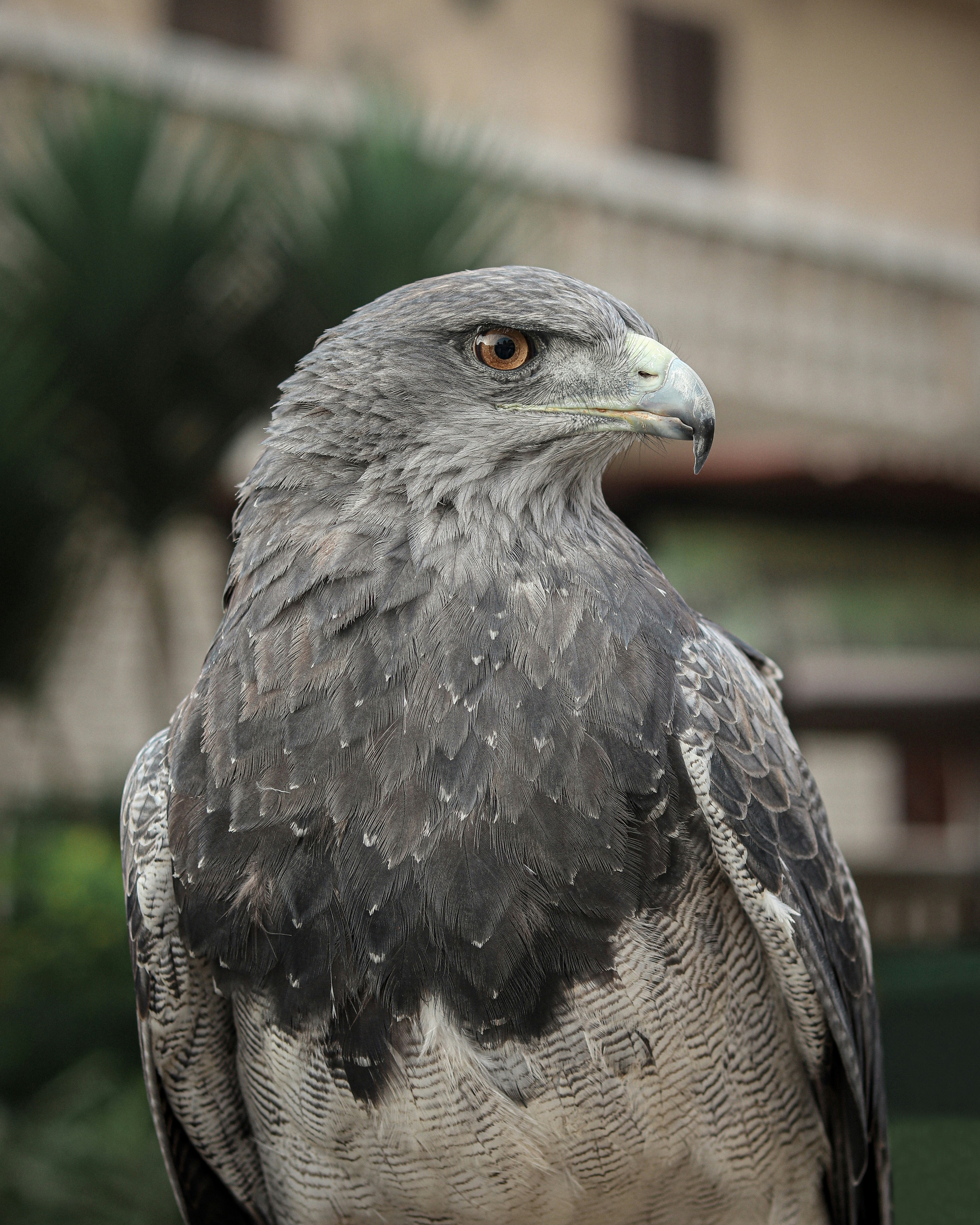 The mighty eagle, the symbol of America, is now the star of a beautiful Unsplash collection containing over eagle 500 images that are totally free to use. Welcome to the future.