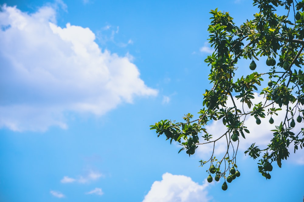 green leaves under blue sky during daytime