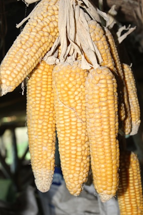 yellow corn in close up photography