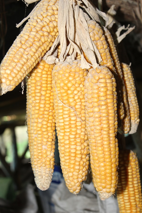 Yellow corn in close up photography