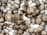 A collection of brown mushrooms densely packed together, with varying sizes and slightly conical shapes. The mushrooms have a textured surface with light and dark brown shades creating a natural, earthy appearance.