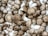 A collection of brown mushrooms densely packed together, with varying sizes and slightly conical shapes. The mushrooms have a textured surface with light and dark brown shades creating a natural, earthy appearance.
