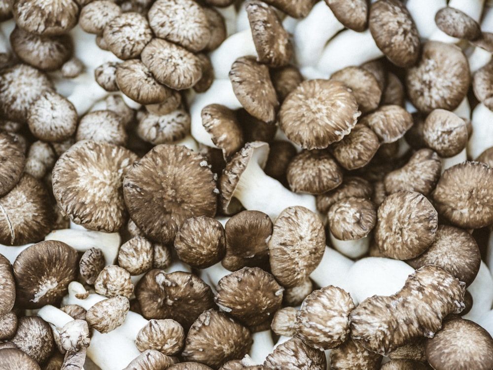 brown and white mushrooms on white surface