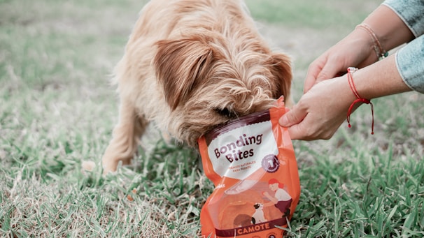 A brown furry dog is eating from a bag of pet food labeled 'Bonding Bites' while a person's hands hold the bag. The scene takes place outdoors on grass.