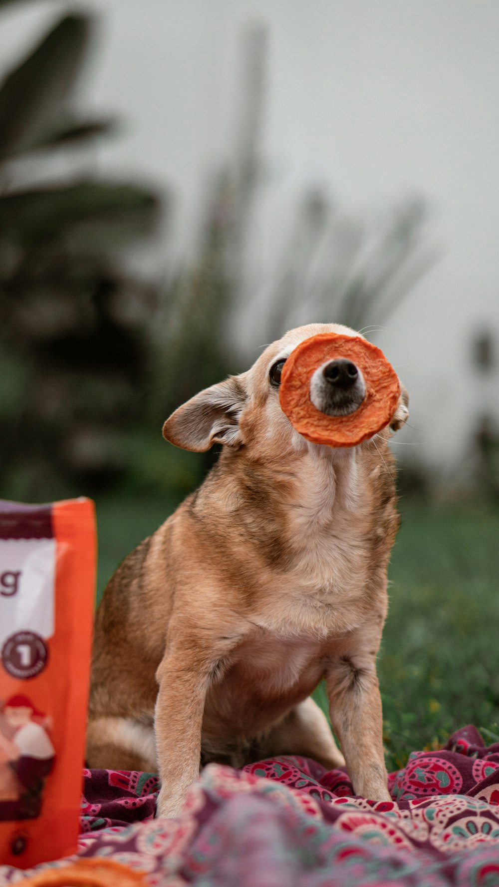 brown short coated dog with orange and white plastic bucket on green grass field during daytime