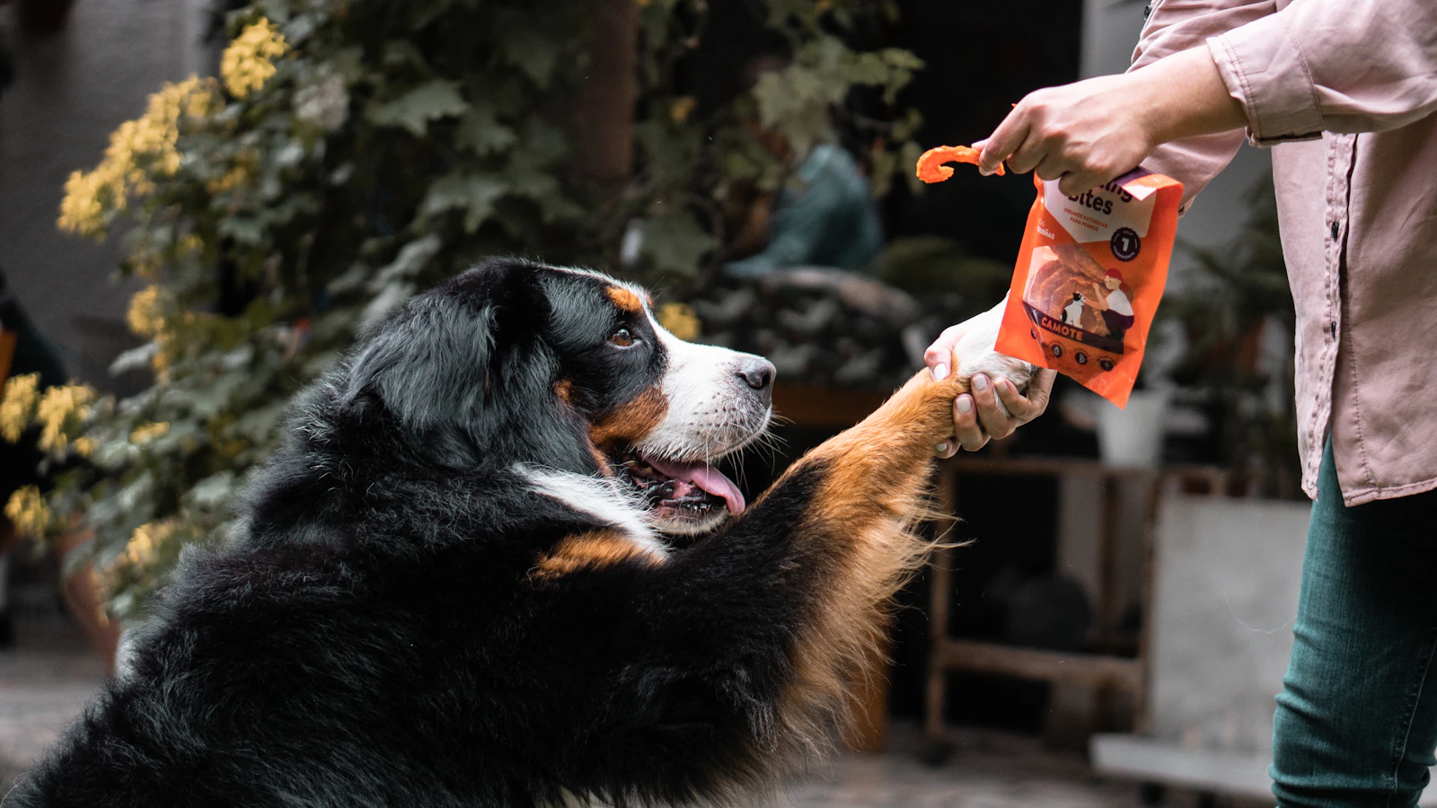 Dog Cameras with Treat Dispensers: What They Diagnose, and What They Can't Fix