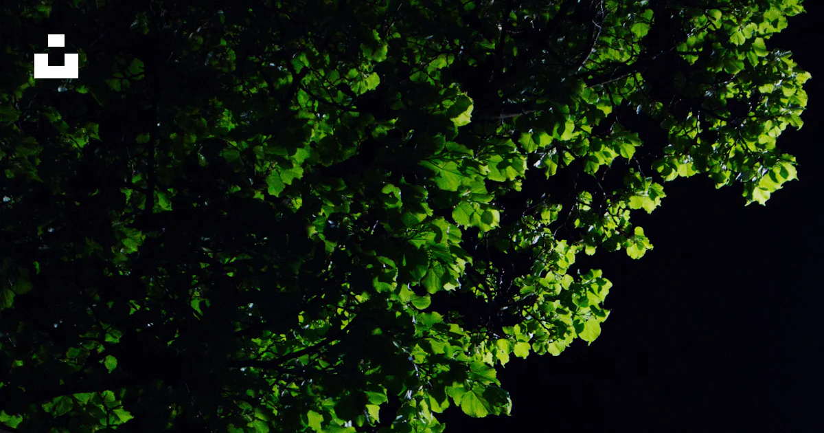 Tree During Night Green leaf tree during night time photo – Free Tree Image on Unsplash