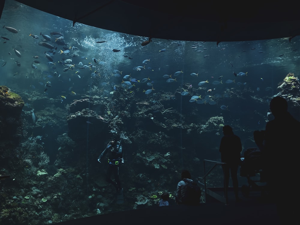 silhouette of people in front of fish tank
