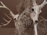 Photograph of antler and cow skull art arranged artistically against a backdrop of autumn leaves