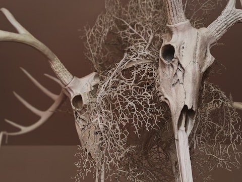 Photograph of antler and cow skull art arranged artistically against a backdrop of autumn leaves