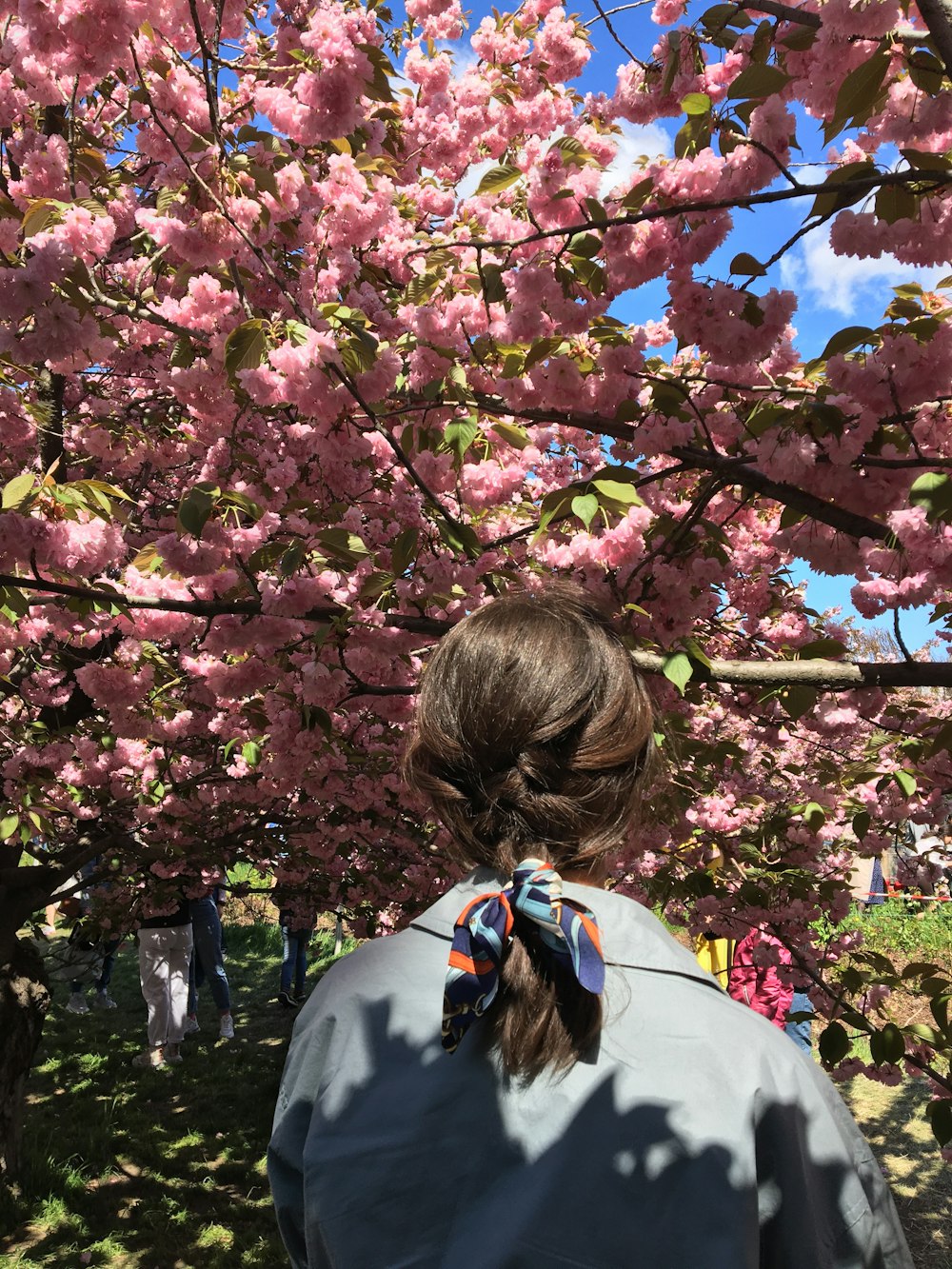 woman in white jacket standing under pink flower tree during daytime