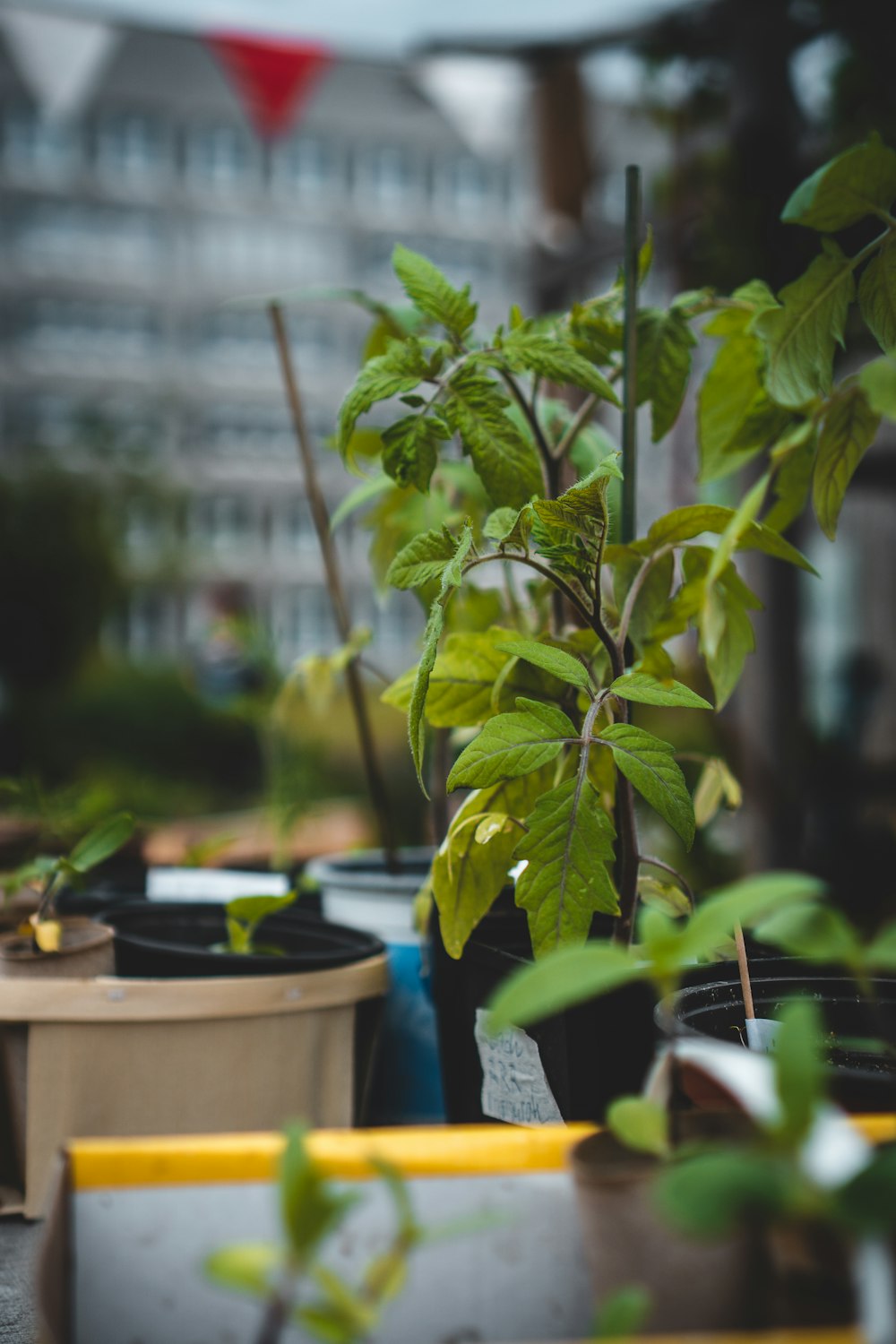 green plant in brown clay pot