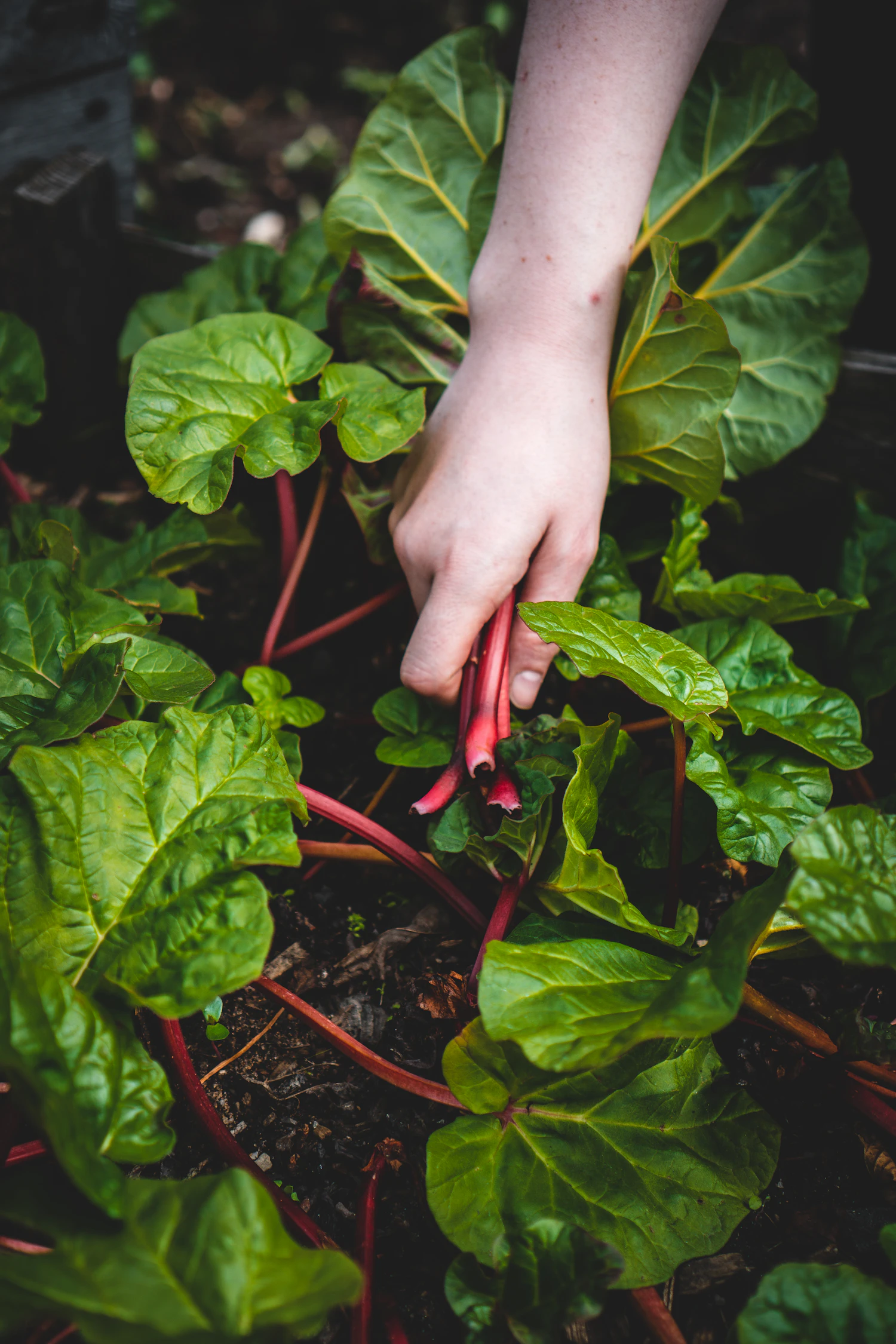 A hand pulling a rhubarb stalk from the plant