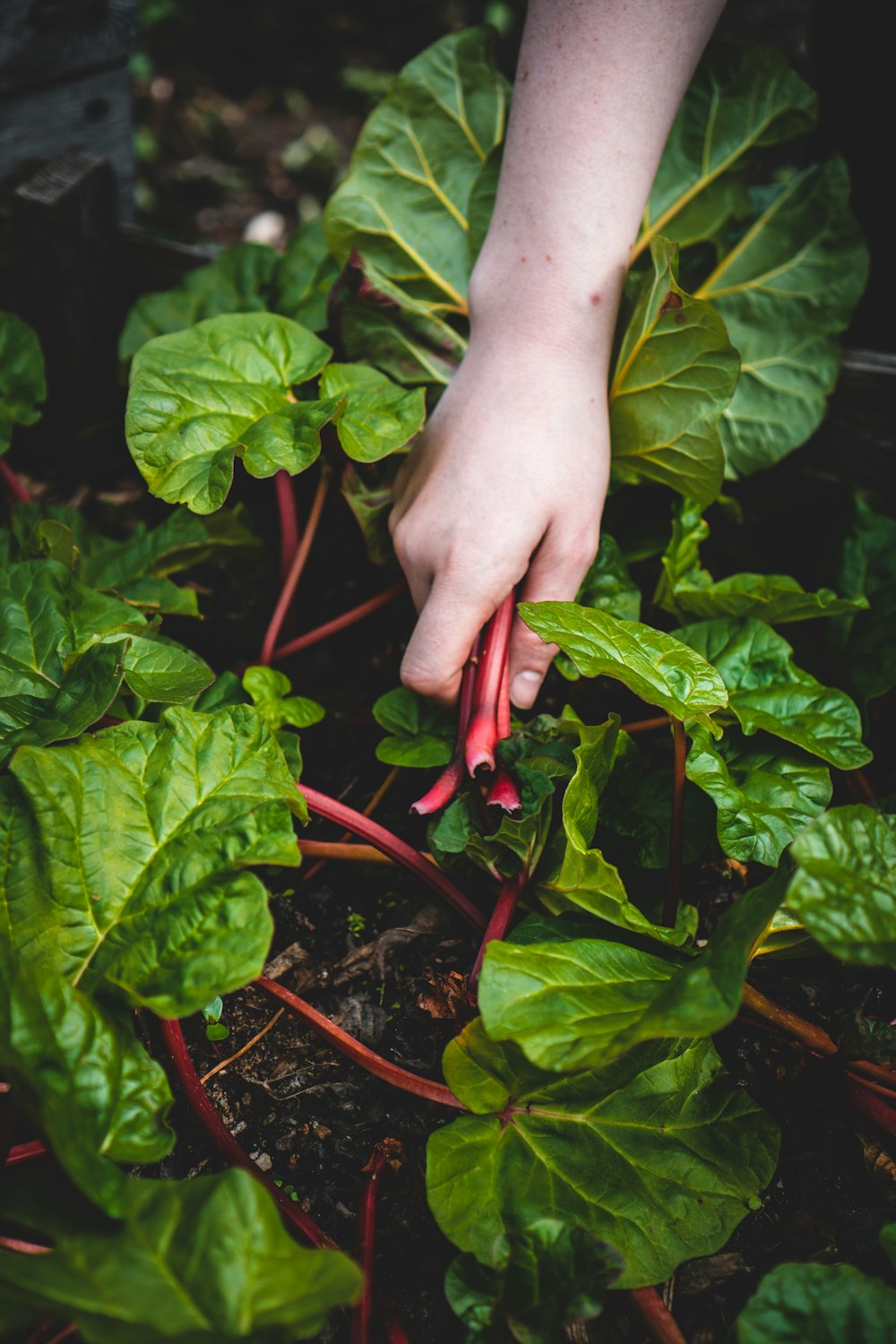 Persona sosteniendo la planta de chile rojo