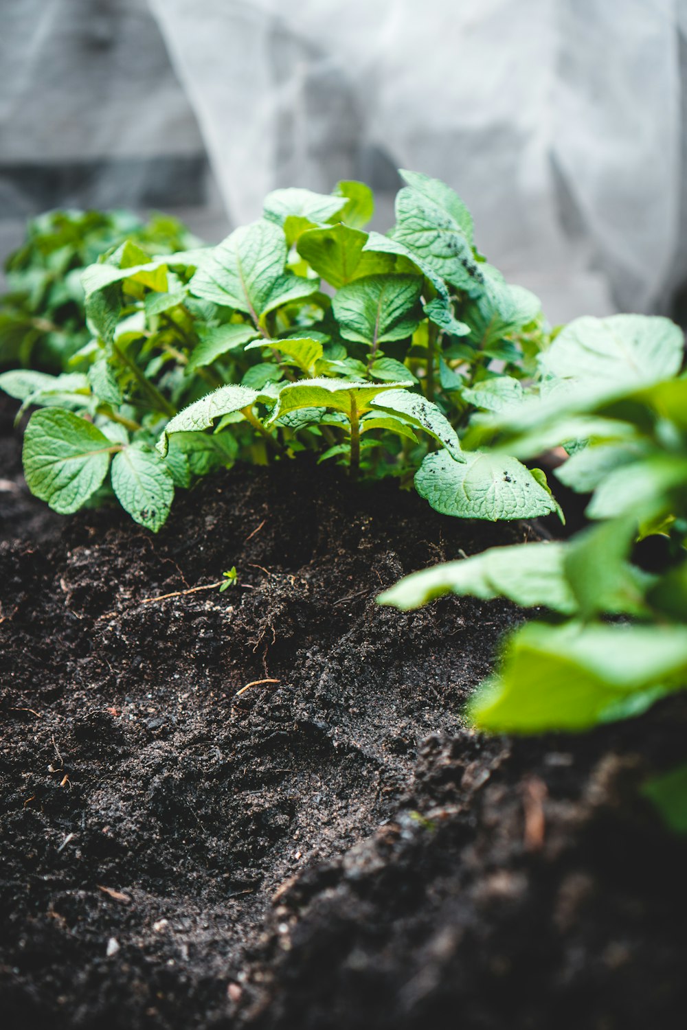 green plant on brown soil