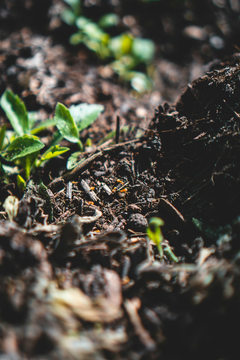 green plant on brown soil