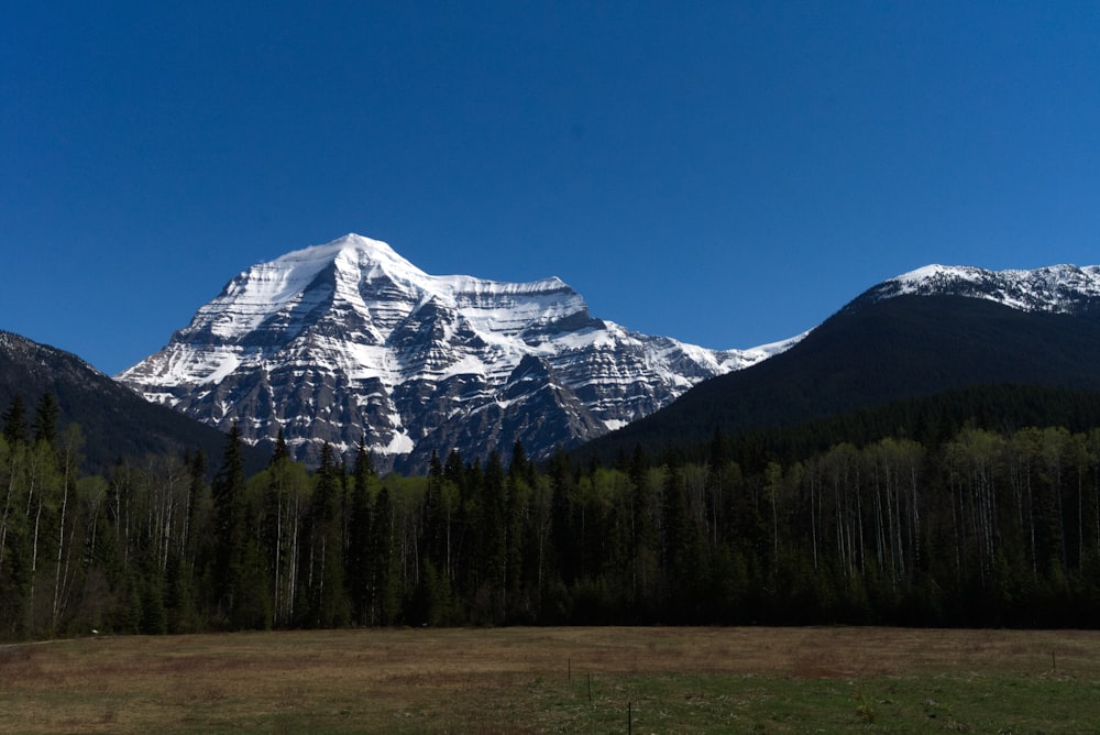 green trees near snow covered mountain during daytime