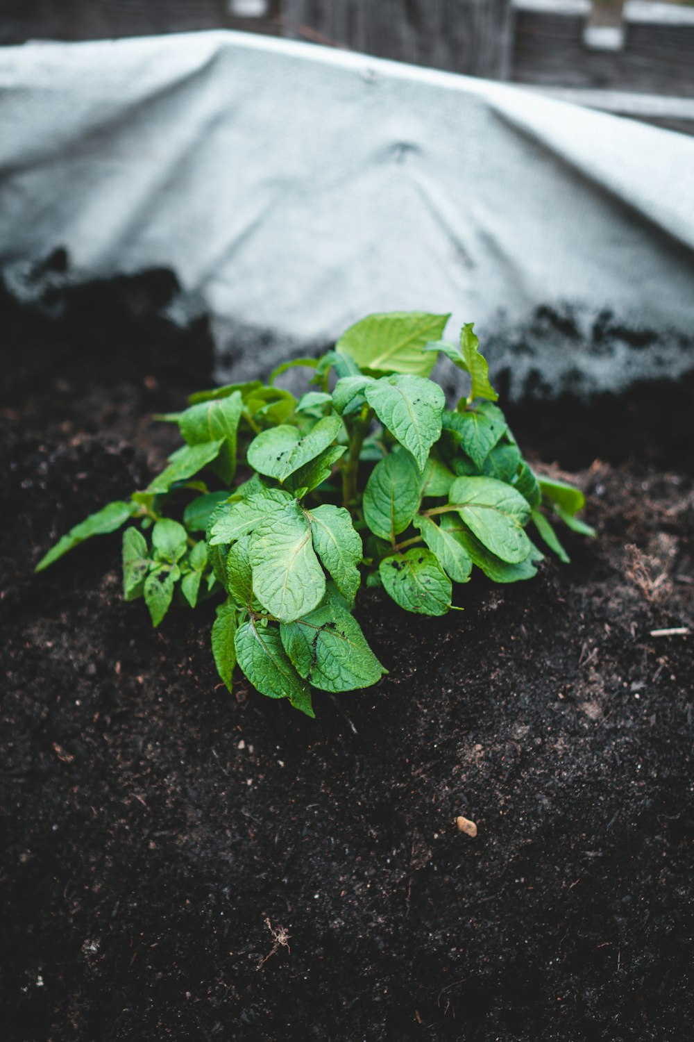 green plant on black soil