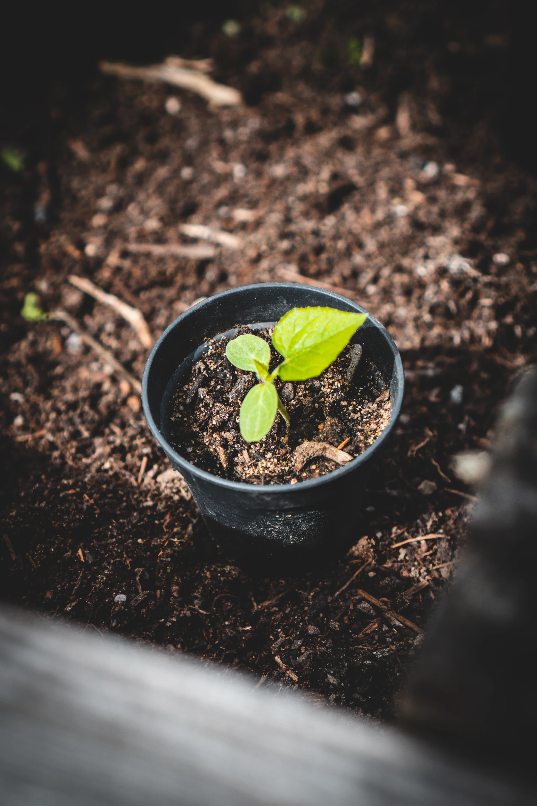 A squash seedling with its first true leaf in a round black pot set on dark soil