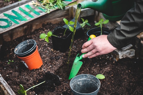 person holding green plastic shovel