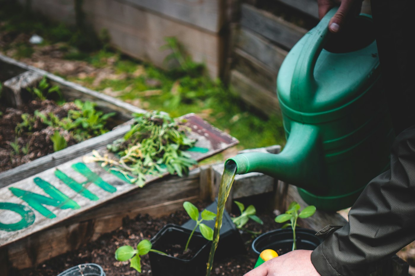 Planting seedlings after learning how to fill a raised garden bed