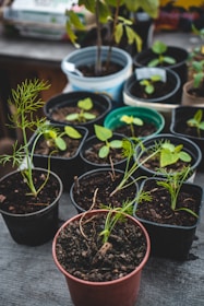 green potted plants on brown clay pots