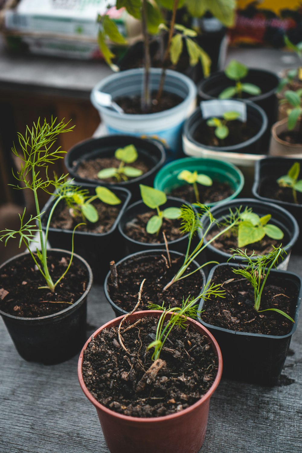 green potted plants on brown clay pots