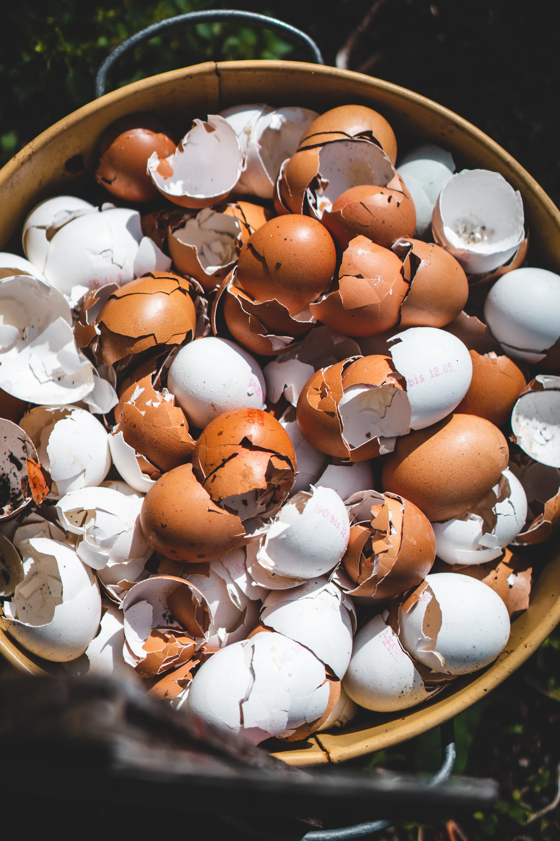 A bowl heaped with cracked brown and white eggshells in bright sun
