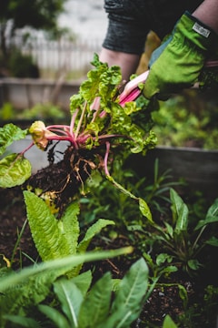 Hands pulling stubborn weeds from a flower bed filled with blooming plants.