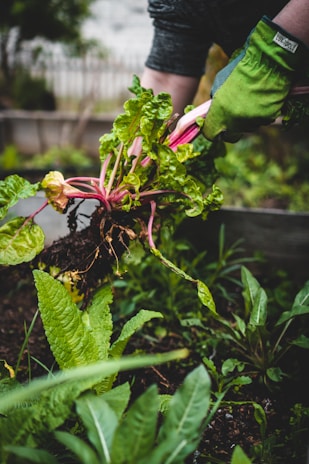 Workers removing leaves from a vibrant garden during fall.