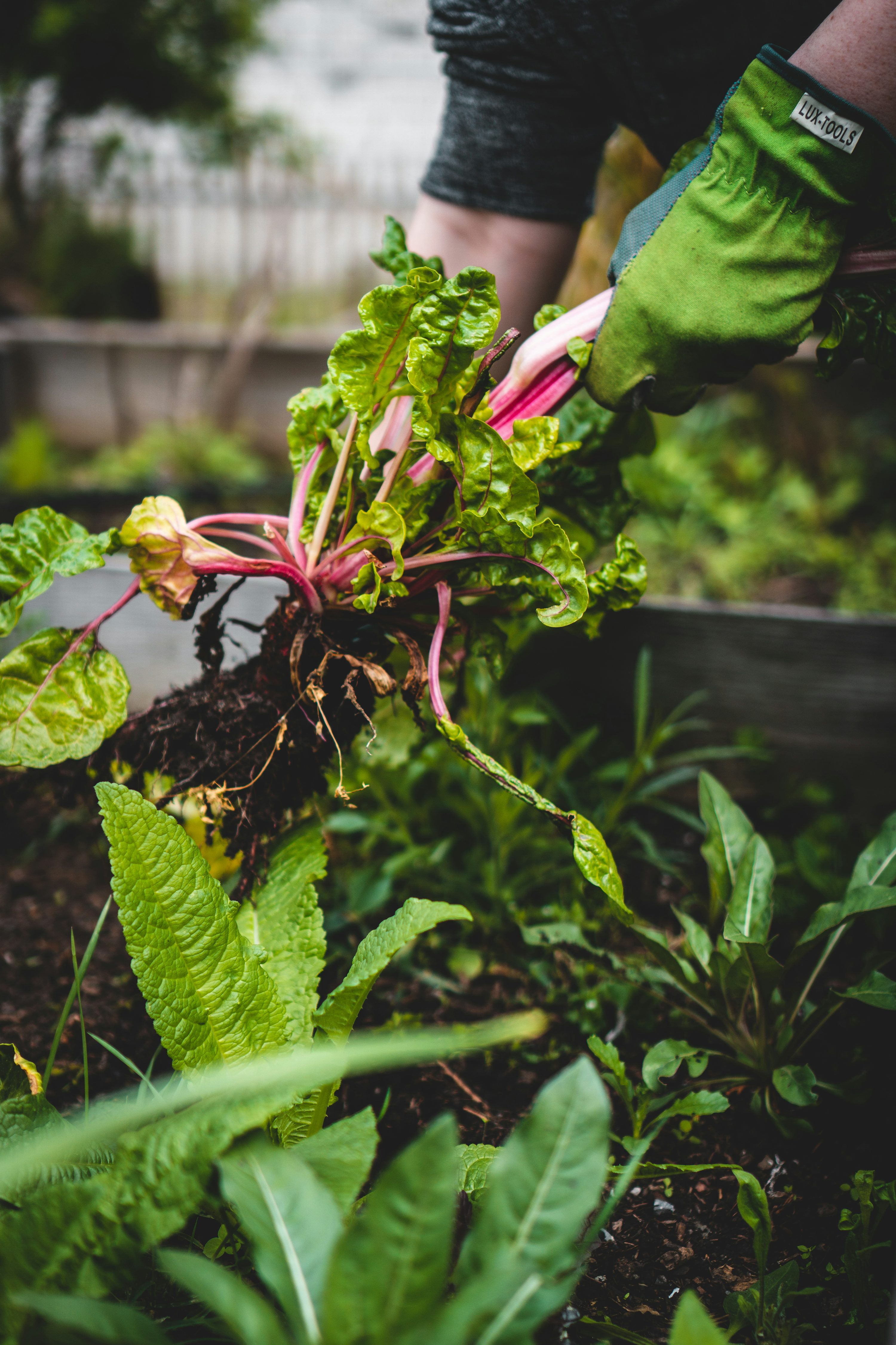 Local farmer harvesting leafy greens from an indoor hydroponic farm.