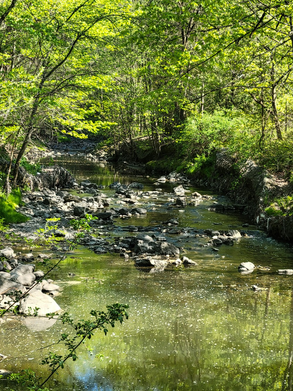 green trees and river during daytime