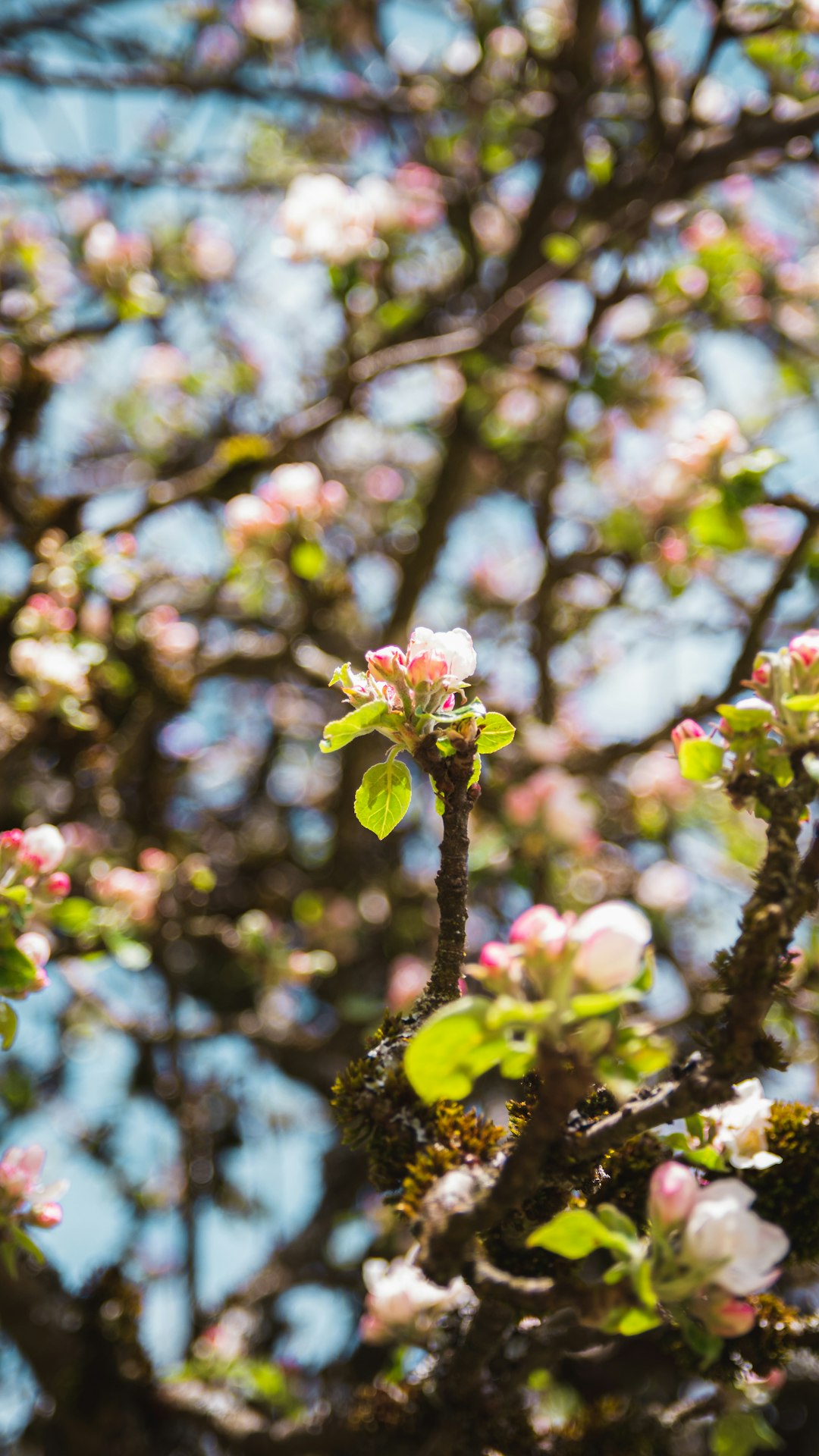 white and pink flower buds in tilt shift lens