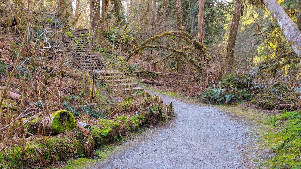 gray pathway between trees during daytime