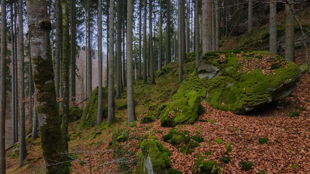 Afbeelding van Savelborn (Waldbillig)