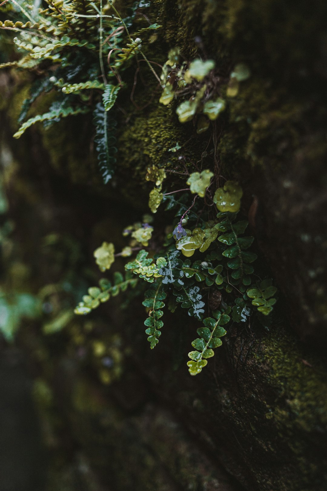 green plant on brown soil