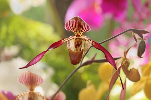 A close-up of a rare orchid blooming in a dense Indonesian rainforest