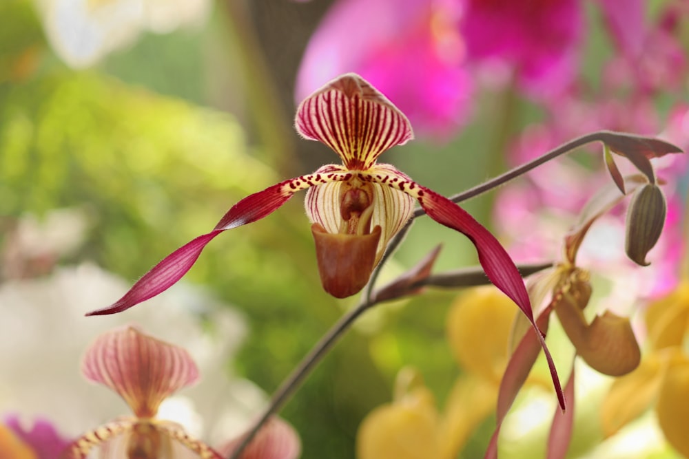 Orquídea polilla marrón y blanca en fotografía de primer plano durante el día